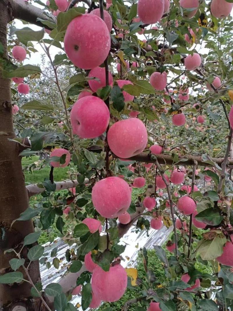 甘肃礼县红富士苹果产地直发一手货源批发品质保证价格美丽