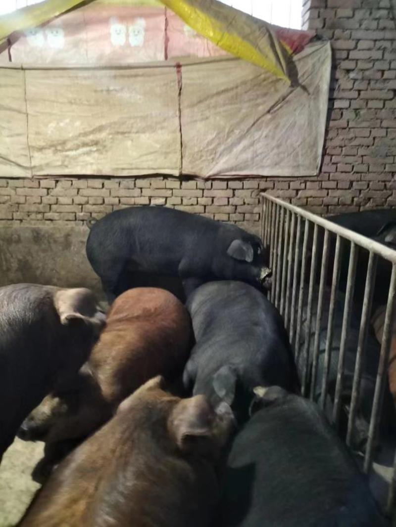 甘肃礼县活猪养殖场直发一手货源批发品质保证价格美丽