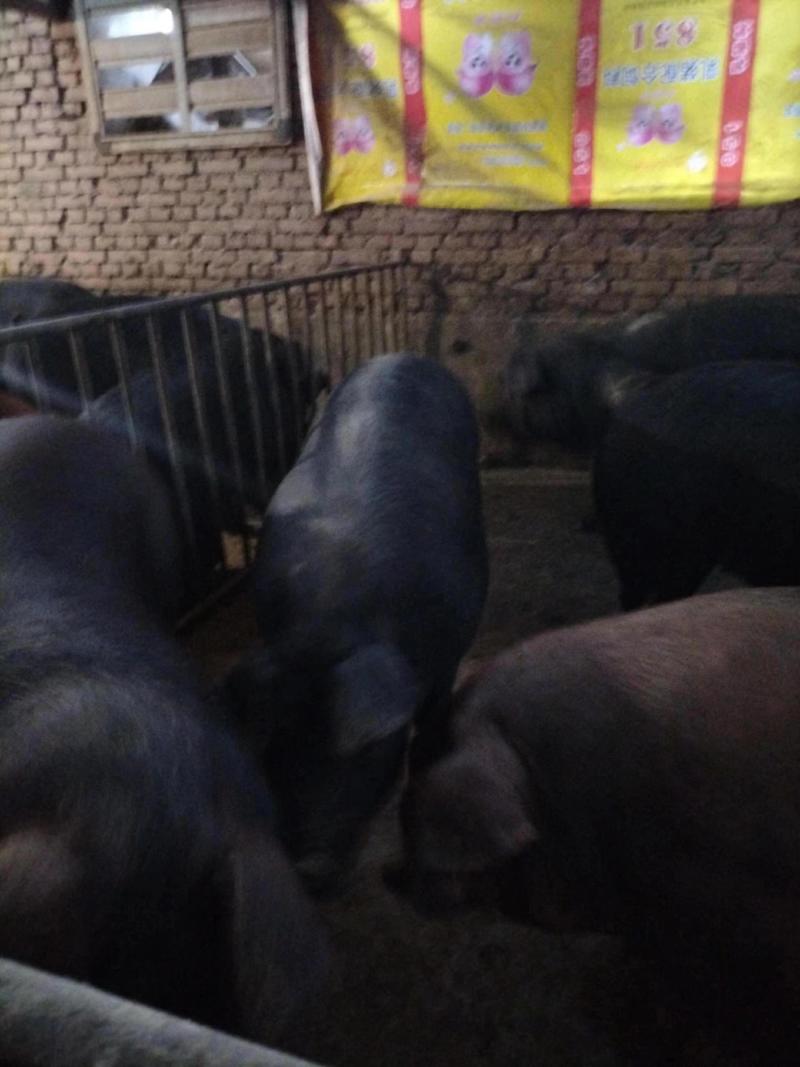 甘肃礼县活猪养殖场直发一手货源批发品质保证价格美丽