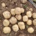 沃土5号土豆V7土豆货源足，规格齐全按需加工质量保证