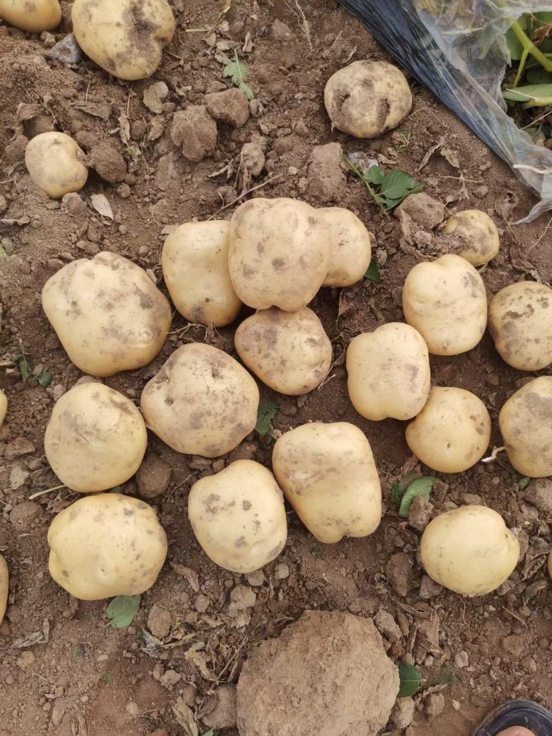 沃土5号土豆V7土豆货源足，规格齐全按需加工质量保证