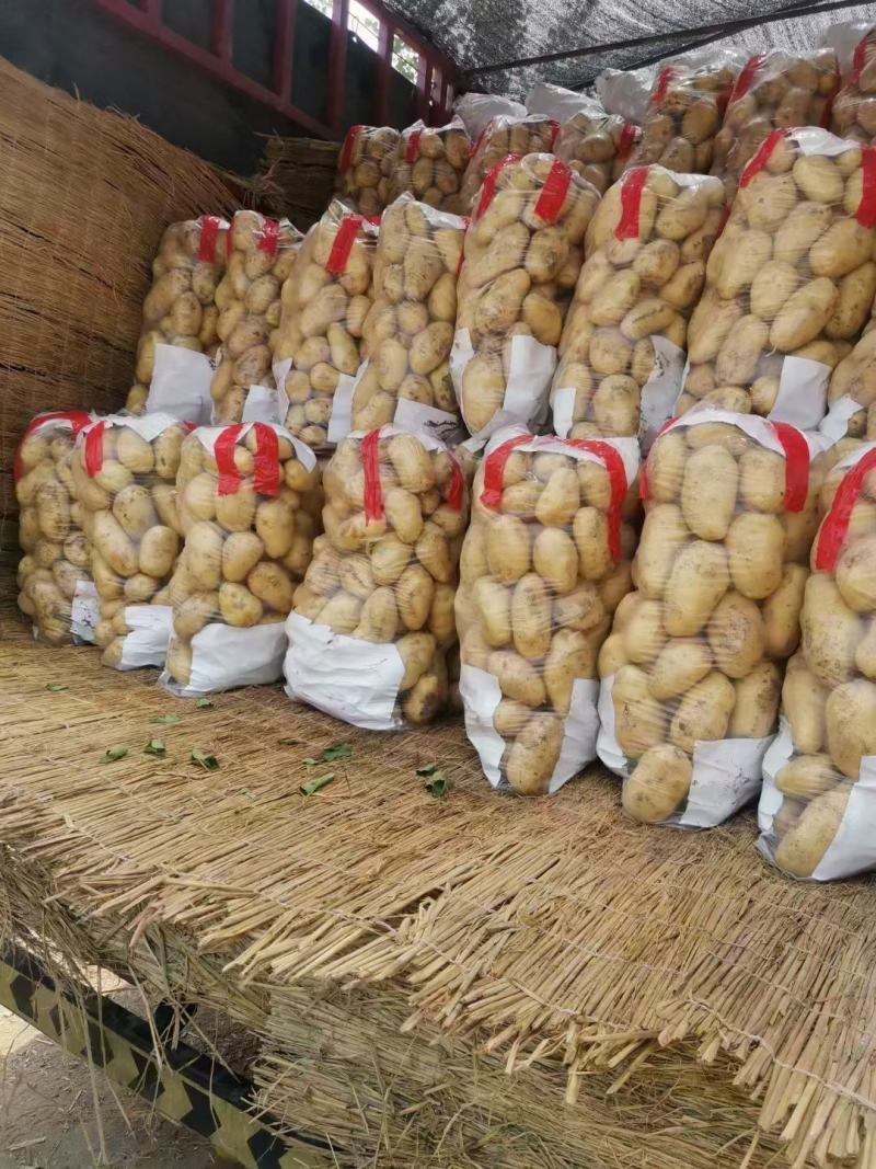 沃土5号土豆V7土豆货源足，规格齐全按需加工质量保证