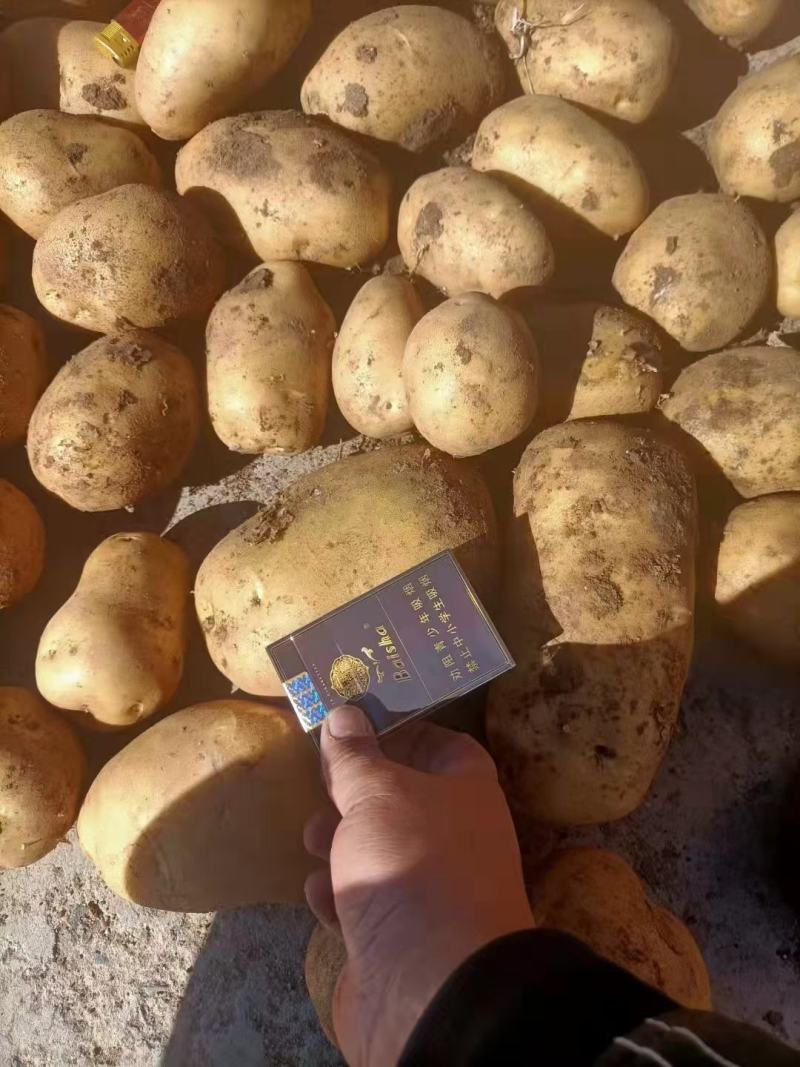 沃土5号土豆V7土豆货源足，规格齐全按需加工质量保证