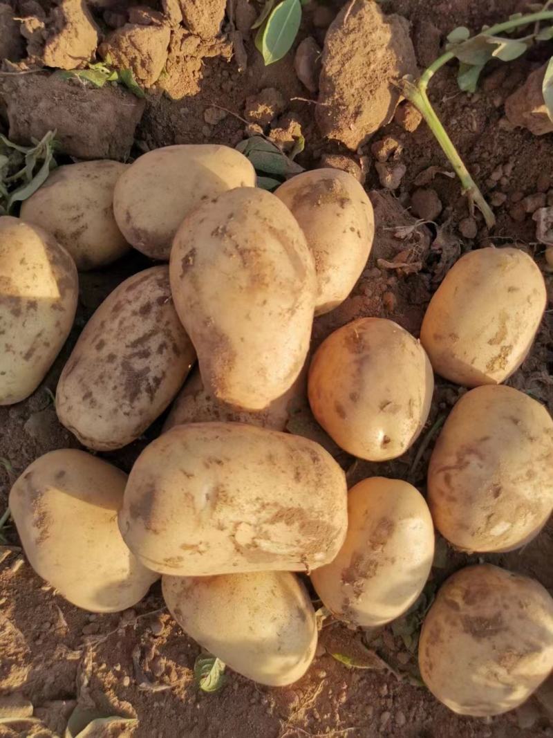 沃土5号土豆V7土豆货源足，规格齐全按需加工质量保证