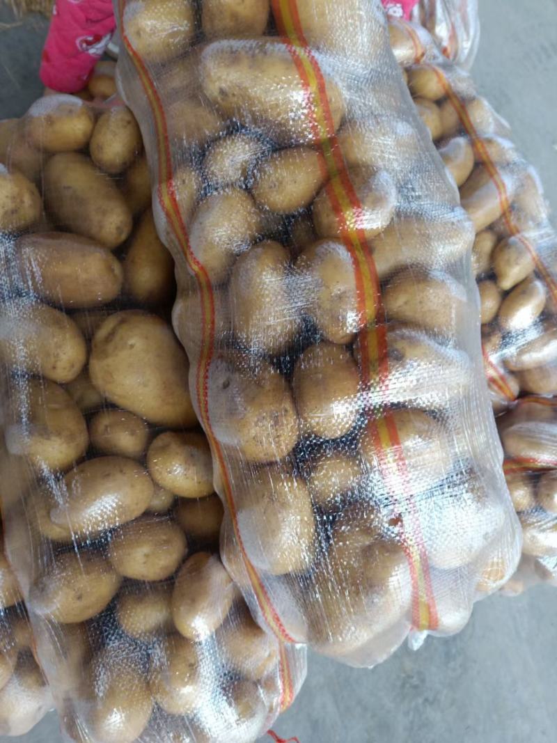 沃土5号土豆V7土豆货源足，规格齐全按需加工质量保证