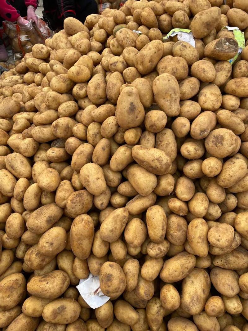 沃土5号土豆V7土豆货源足，规格齐全按需加工质量保证