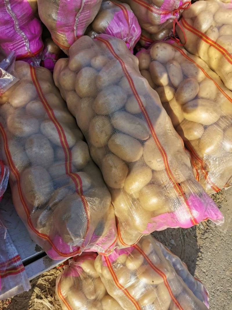 沃土5号土豆V7土豆货源足，规格齐全按需加工质量保证