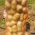 沃土5号土豆V7土豆货源足，规格齐全按需加工质量保证
