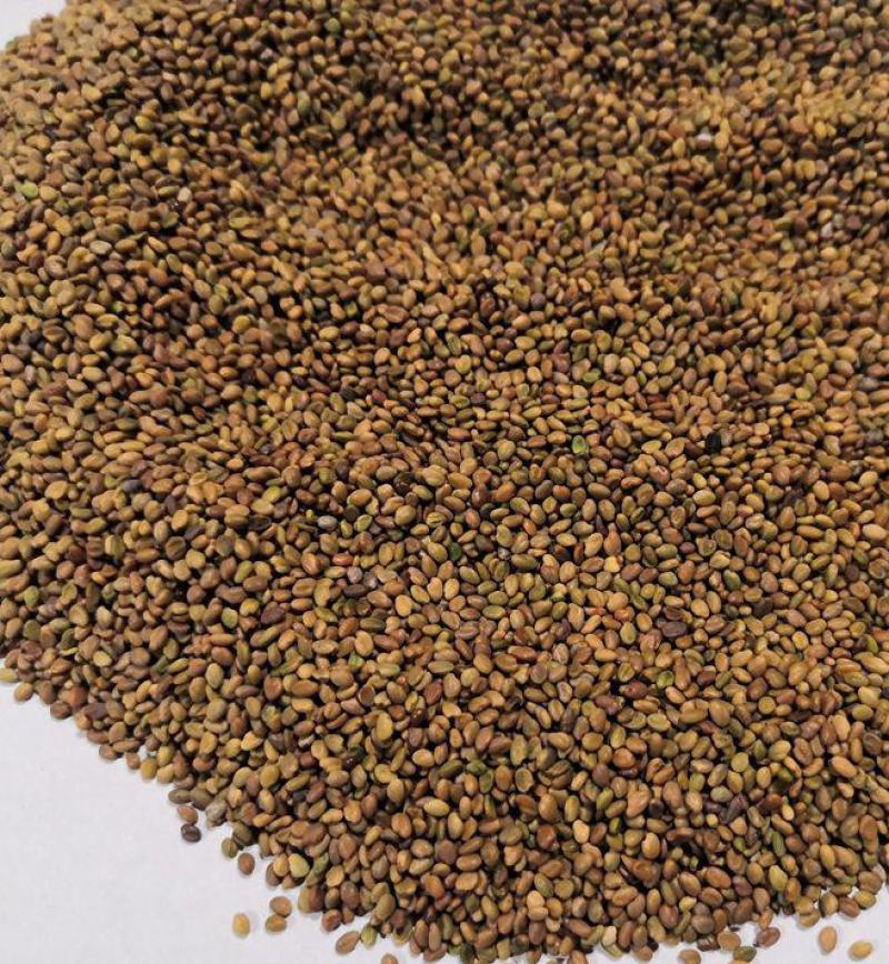 绛三叶种子车轴草蜜源花卉饲用牧草固土护坡观赏绿化草坪绿化