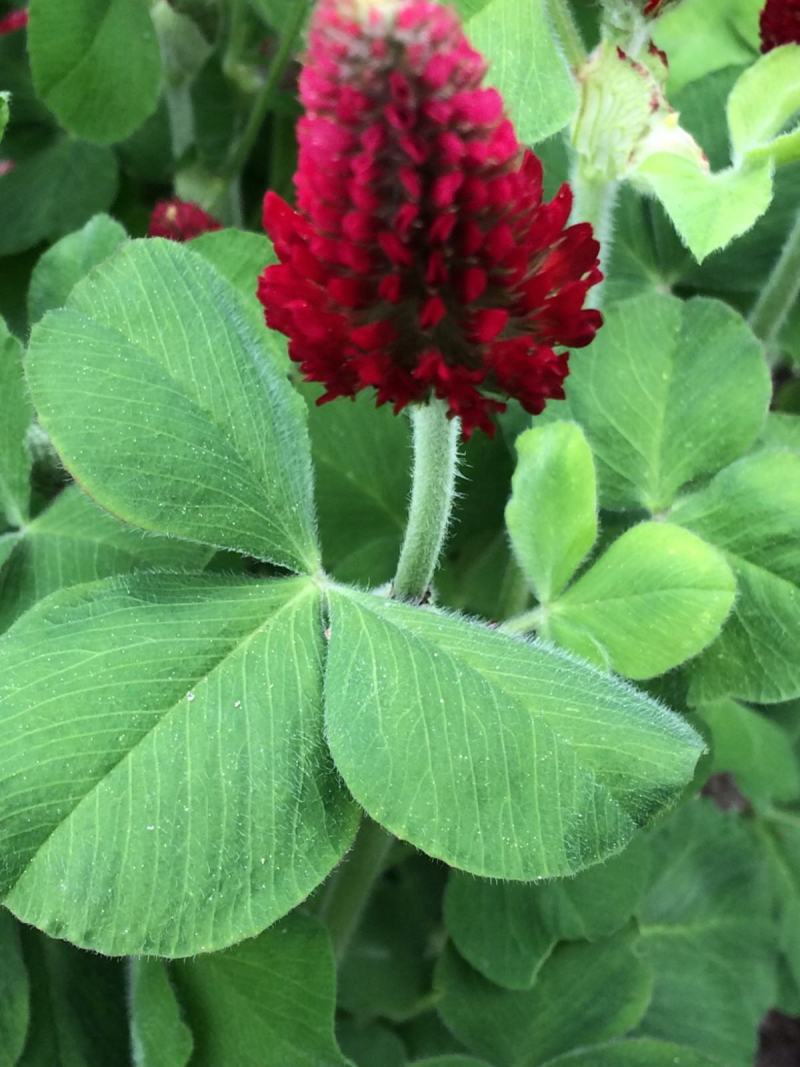 绛三叶种子车轴草蜜源花卉饲用牧草固土护坡观赏绿化草坪绿化