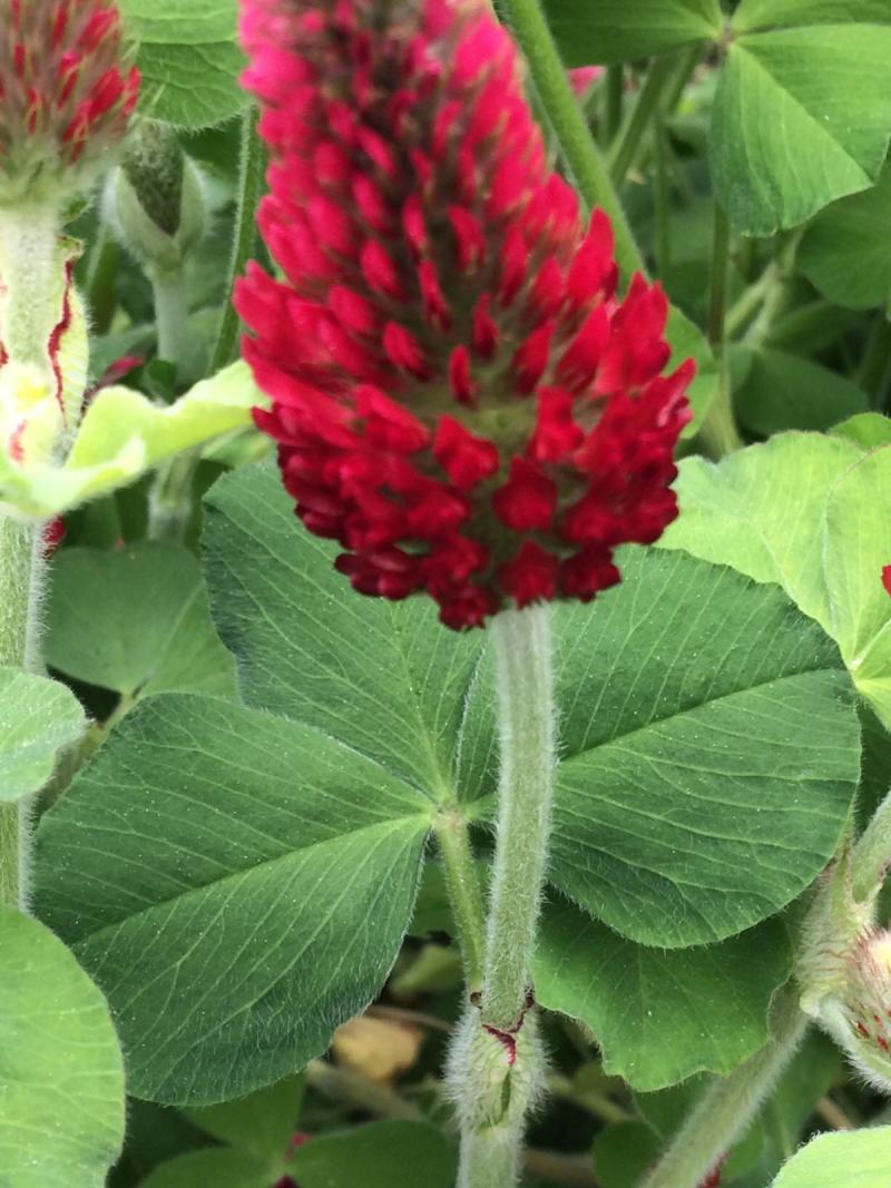 绛三叶种子车轴草蜜源花卉饲用牧草固土护坡观赏绿化草坪绿化