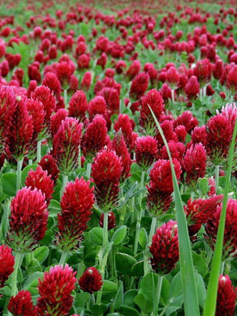 绛三叶种子车轴草蜜源花卉饲用牧草固土护坡观赏绿化草坪绿化