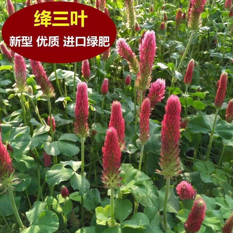绛三叶种子车轴草蜜源花卉饲用牧草固土护坡观赏绿化草坪绿化