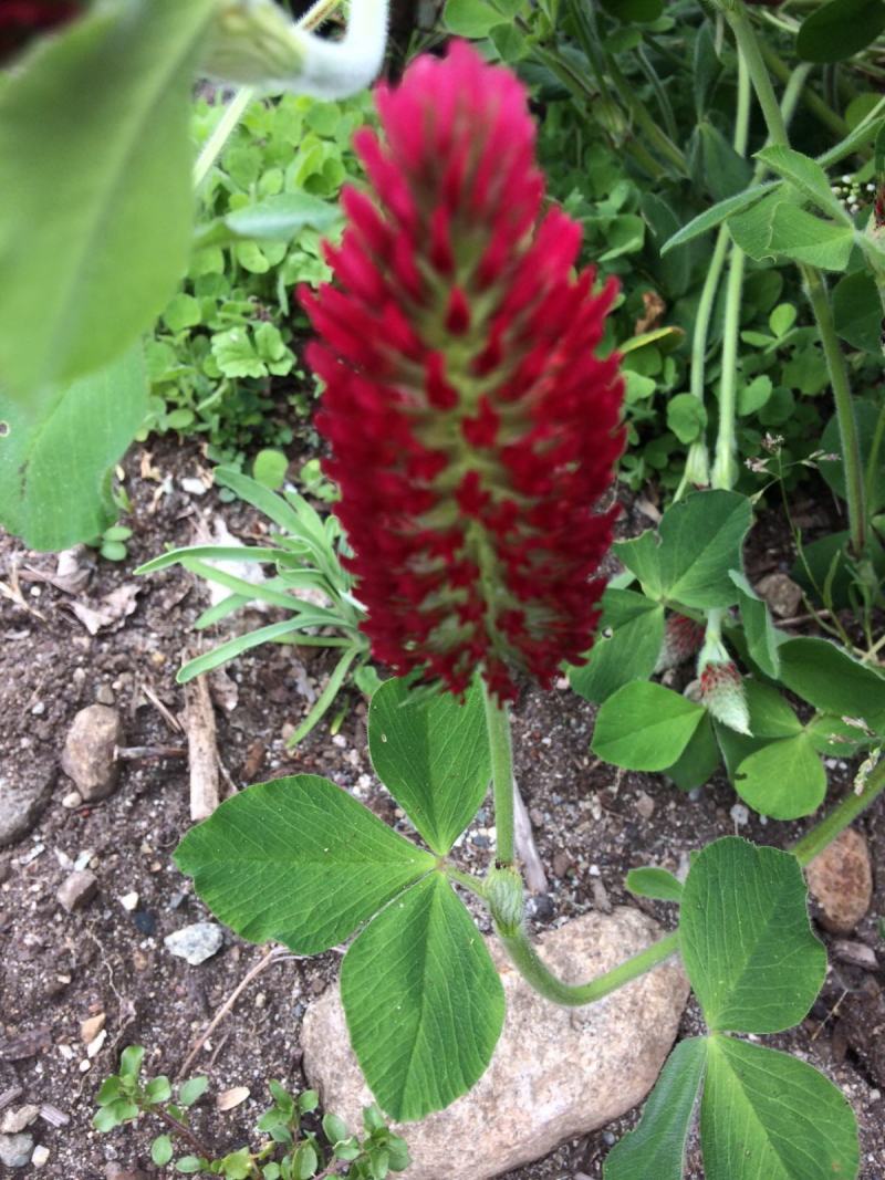 绛三叶种子车轴草蜜源花卉饲用牧草固土护坡观赏绿化草坪绿化