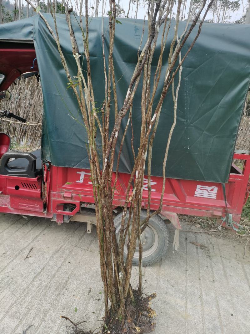 精品下山桩及熟桩南天竹