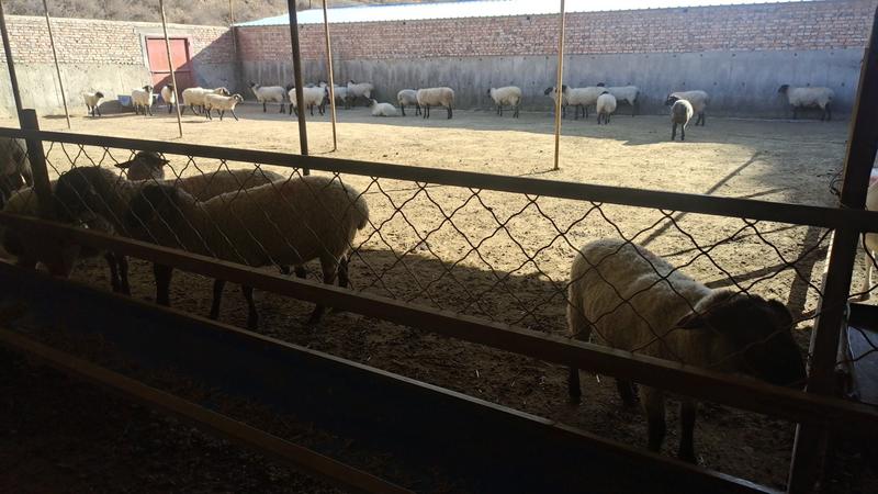 100斤公羊
