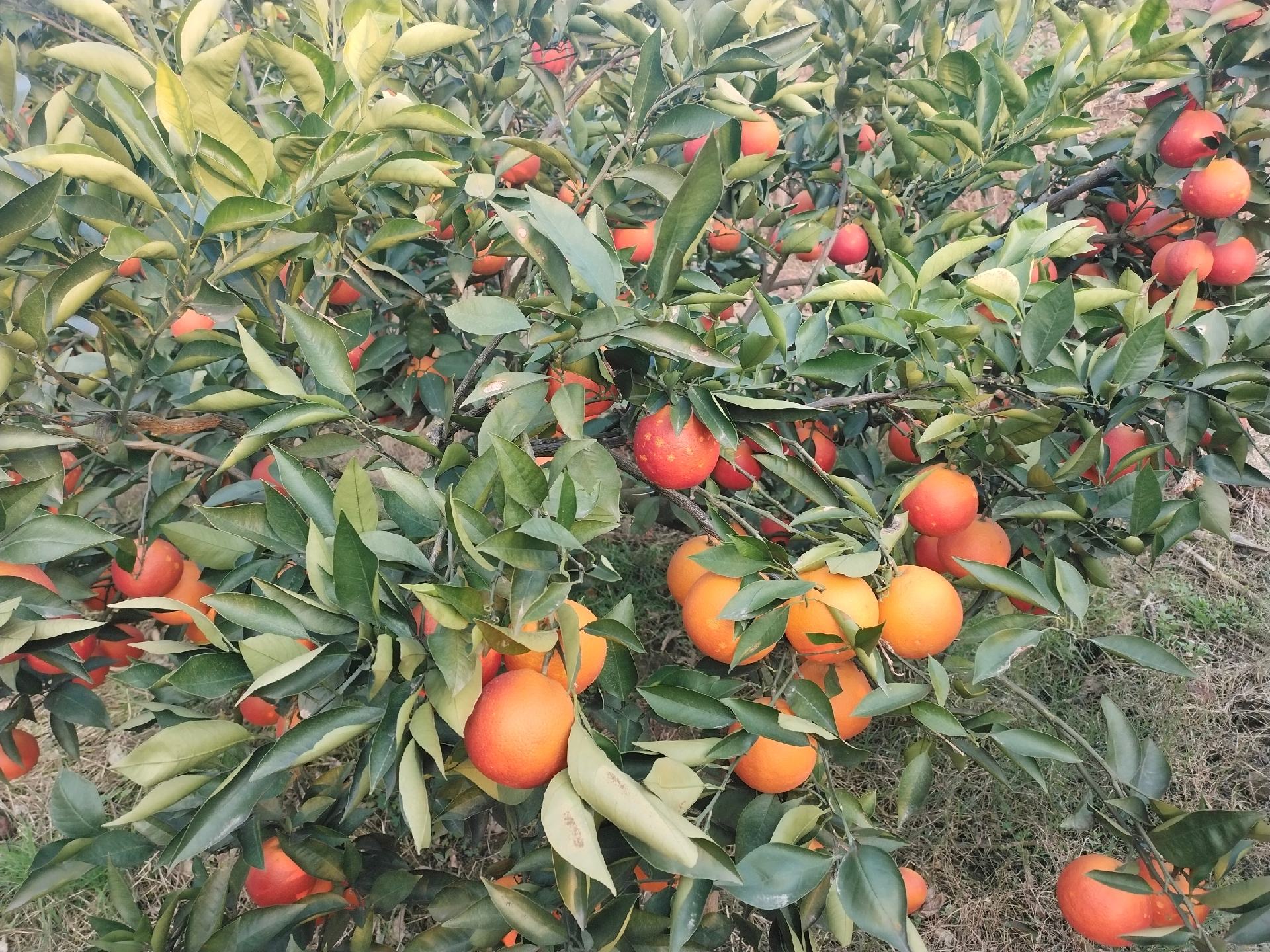 塔罗科血橙果园