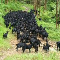 大量黑山羊大深山老林放养大只黑山羊欢迎顾客来选购