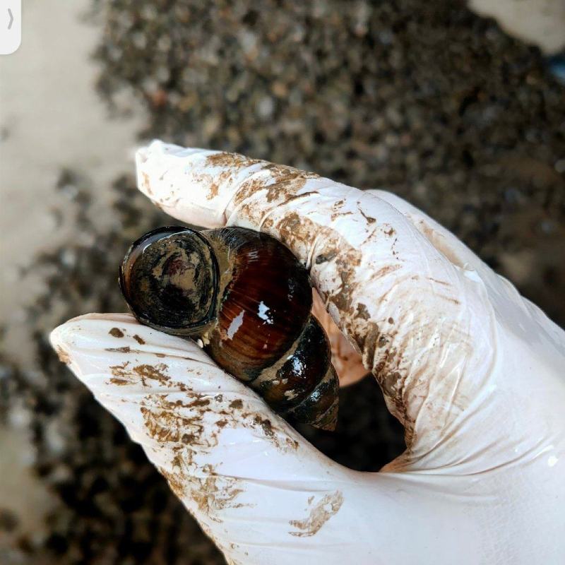 洪湖鱼米之乡清水薄壳淡水养殖食用螺蛳产地直发