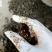 洪湖鱼米之乡清水薄壳淡水养殖食用螺蛳产地直发