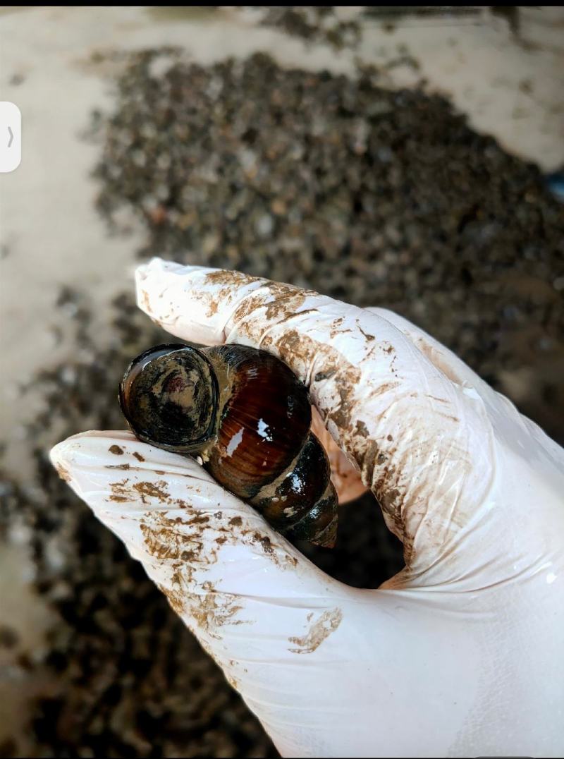 洪湖鱼米之乡清水薄壳淡水养殖食用螺蛳产地直发