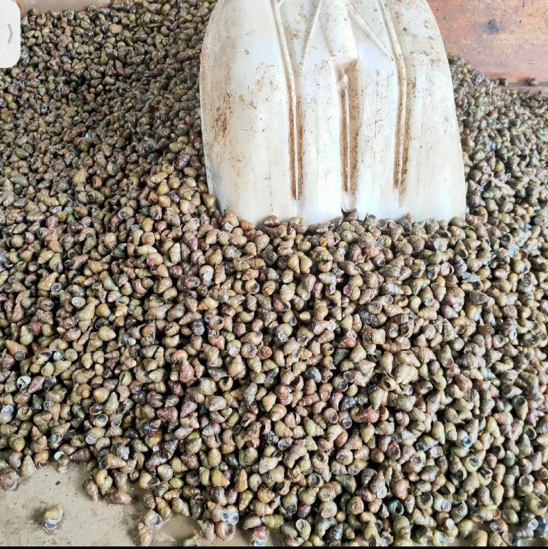 洪湖鱼米之乡清水薄壳淡水养殖食用螺蛳产地直发
