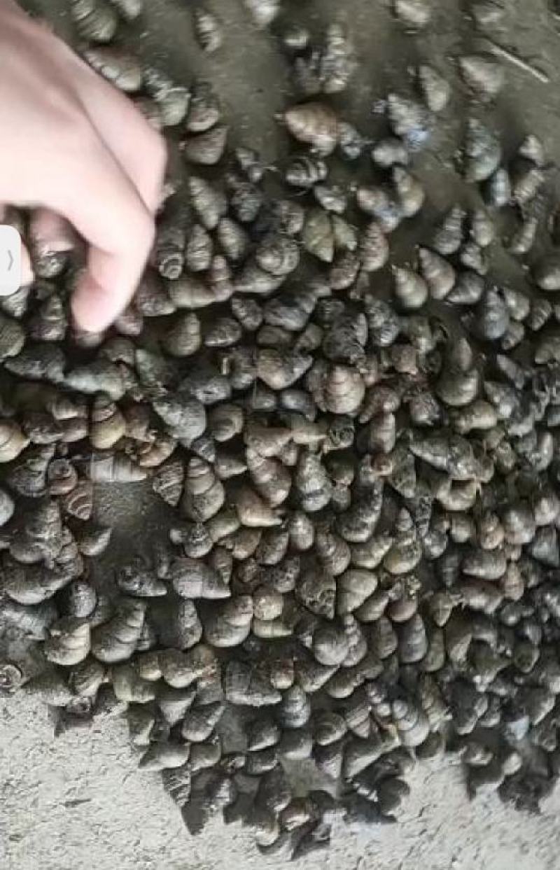 洪湖鱼米之乡清水薄壳淡水养殖食用螺蛳产地直发