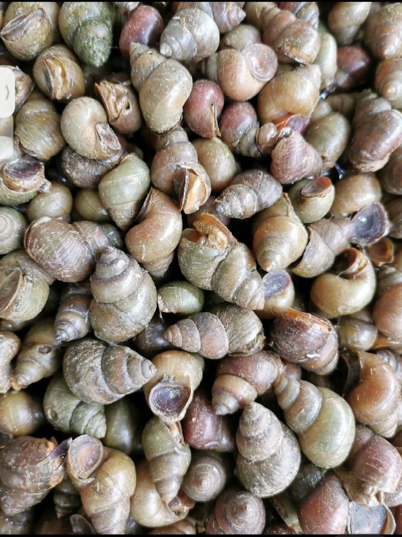 洪湖鱼米之乡清水薄壳淡水养殖食用螺蛳产地直发