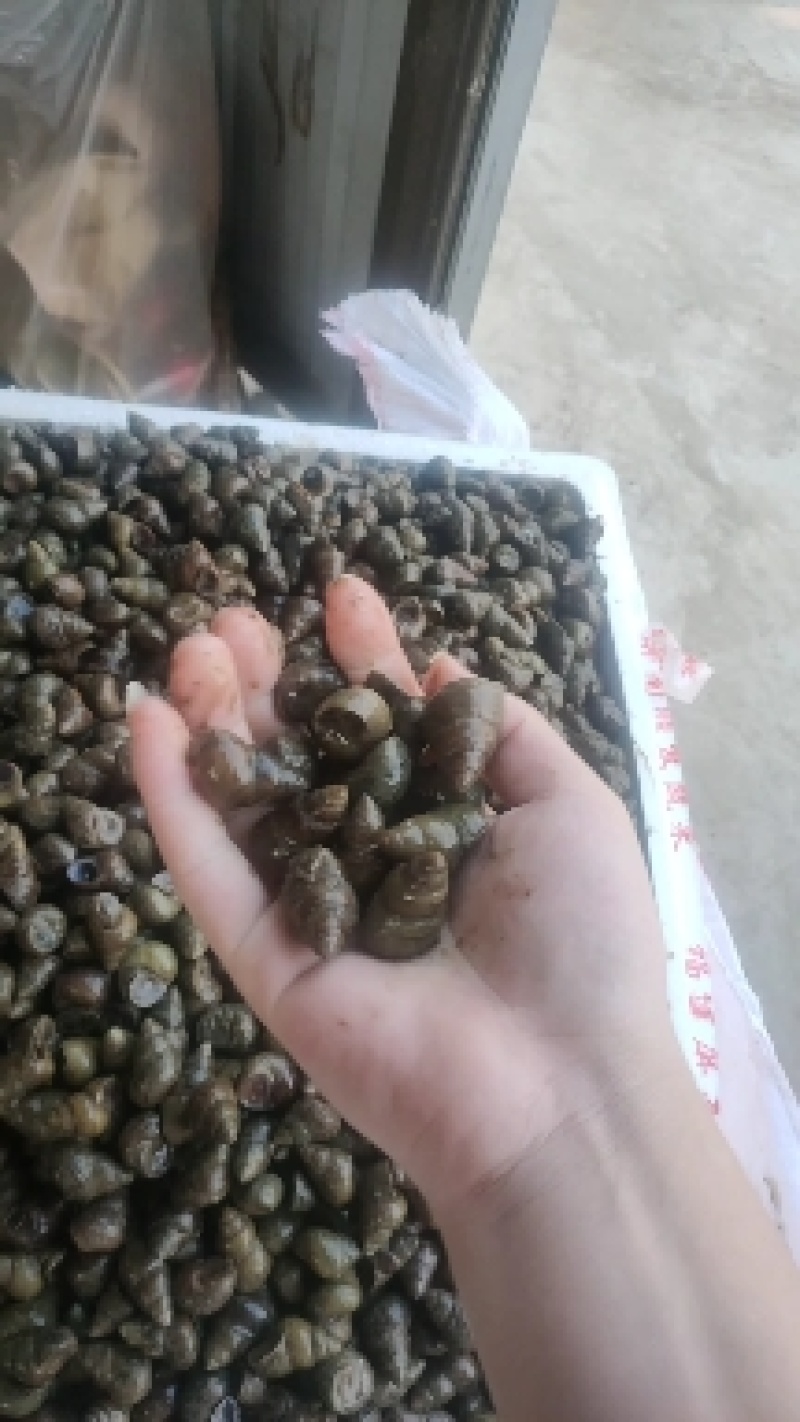 洪湖鱼米之乡清水薄壳淡水养殖食用螺蛳产地直发