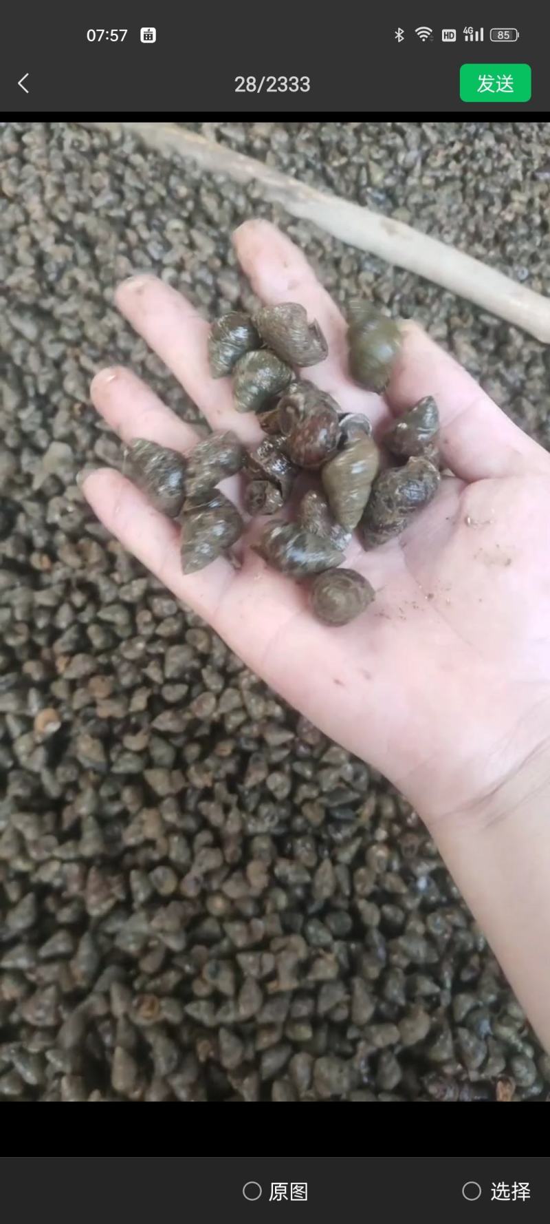 洪湖鱼米之乡清水薄壳淡水养殖食用螺蛳产地直发