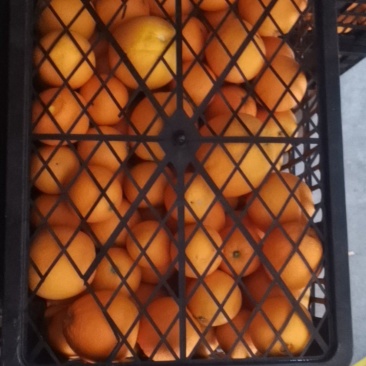 脐橙