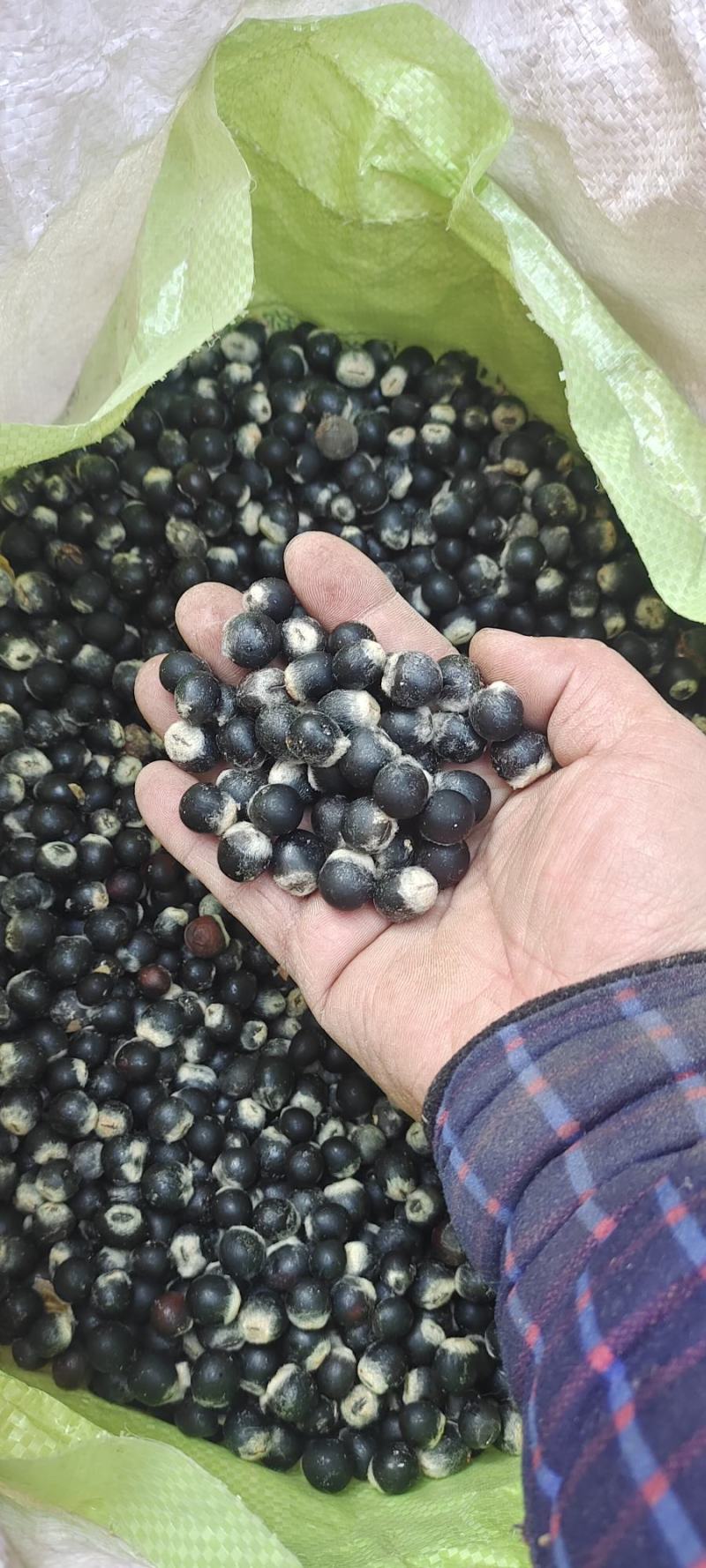 新货无患子种子，手工剥皮挑选