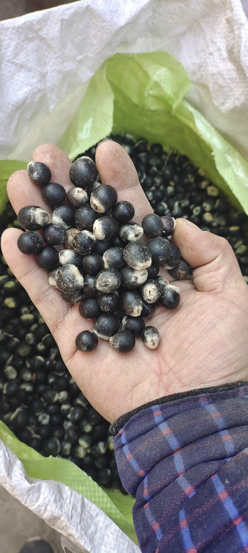 新货无患子种子，手工剥皮挑选