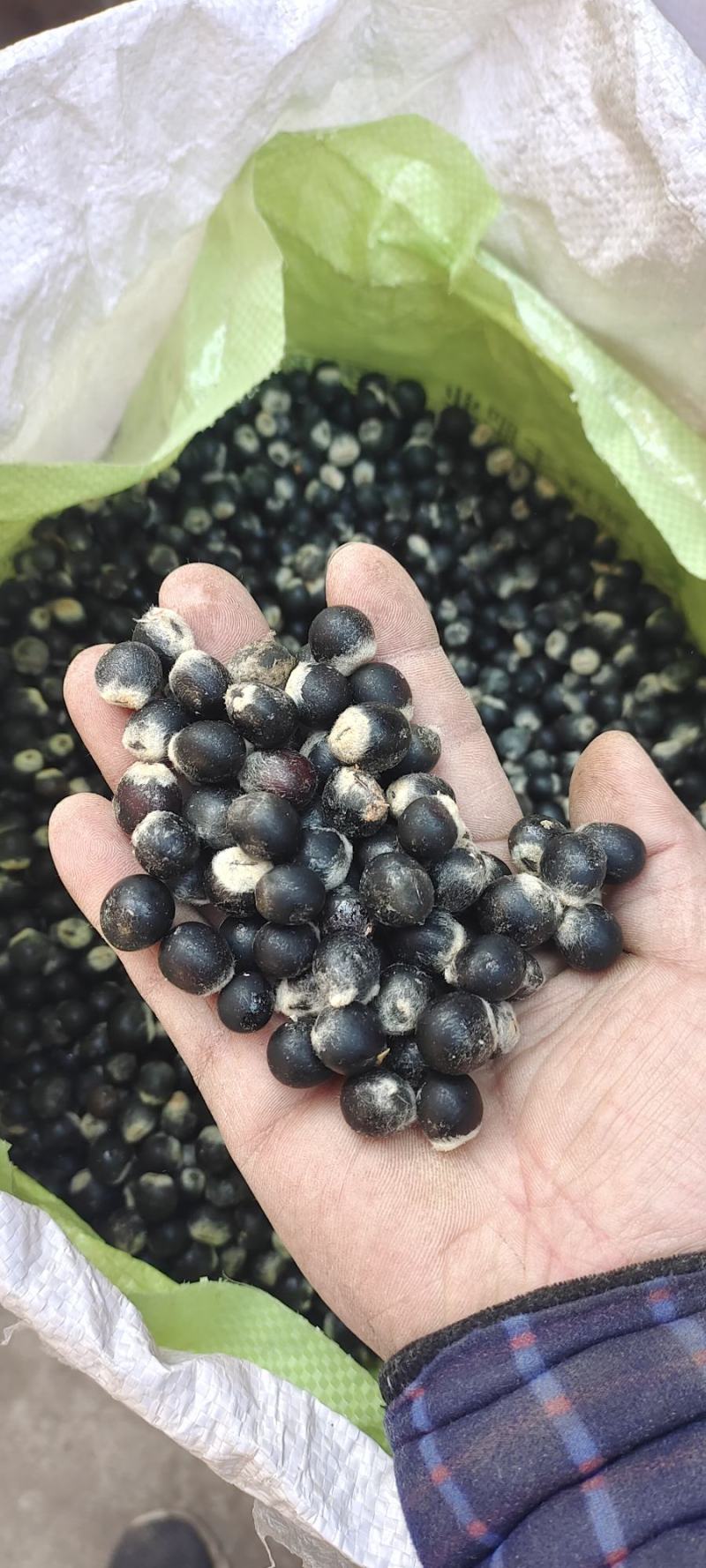 新货无患子种子，手工剥皮挑选