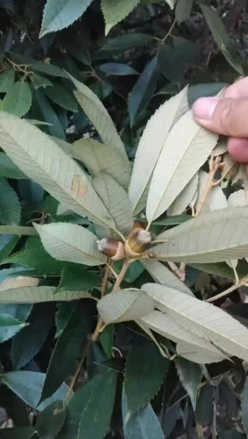 赤皮青冈苗，红椆树苗，赤皮青冈杯苗，红椆袋苗赤皮青冈树