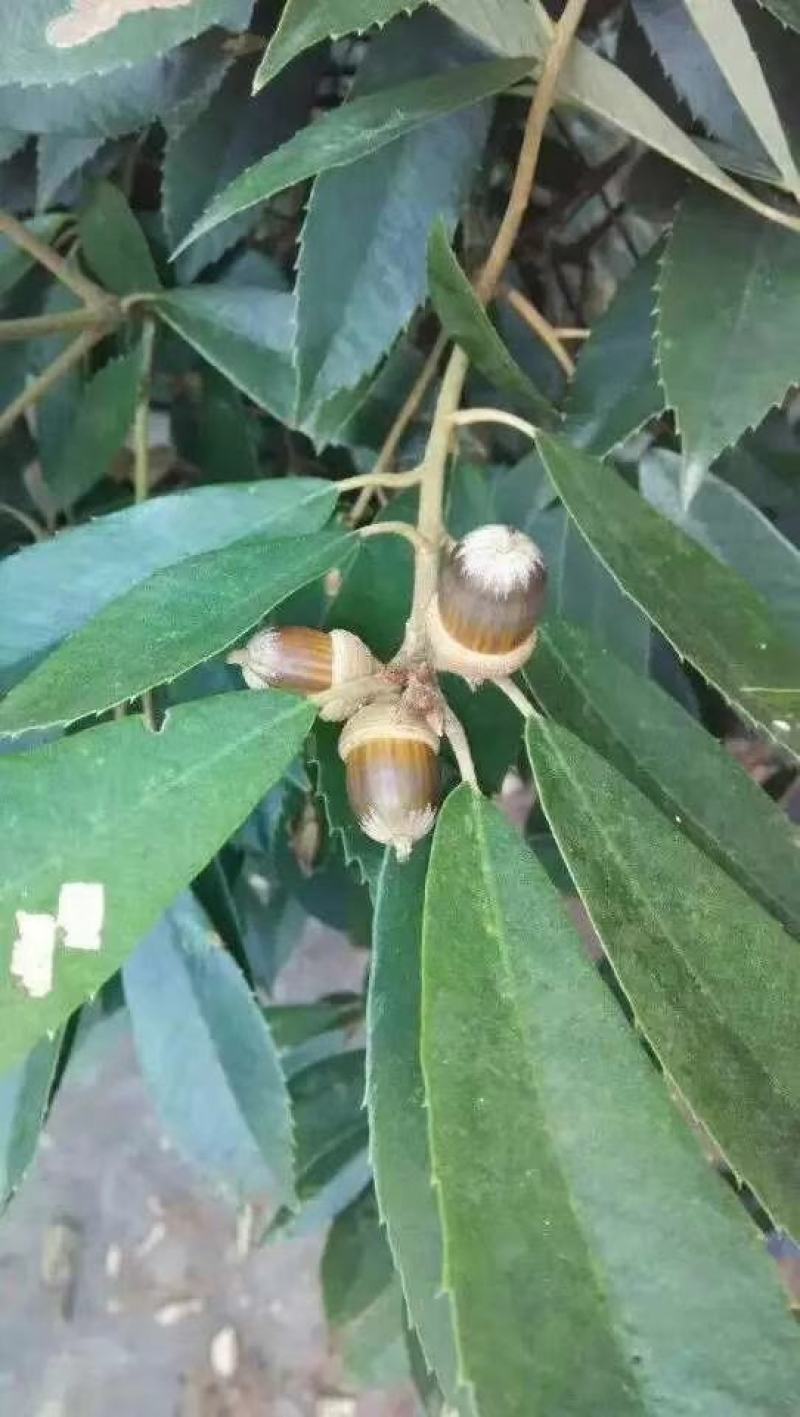 赤皮青冈苗，红椆树苗，赤皮青冈杯苗，红椆袋苗赤皮青冈树
