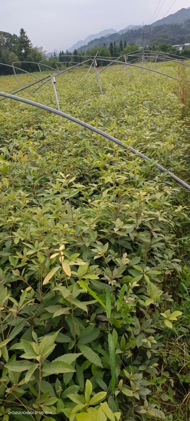 赤皮青冈苗，红椆树苗，赤皮青冈杯苗，红椆袋苗赤皮青冈树
