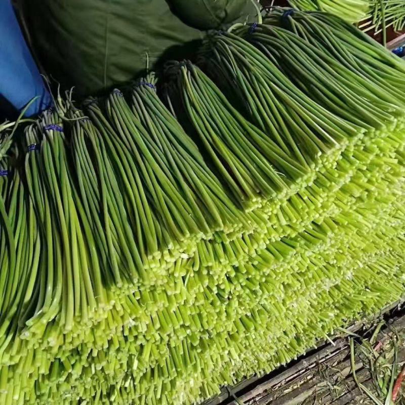 山冷库蒜薹大量出售以质论价，货源充足，价格不高，
