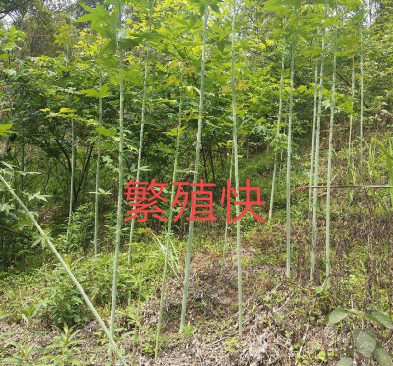 甜茶苗茶树苗刺儿茶苗覆盆子苗广西大瑶山原产地直发有货