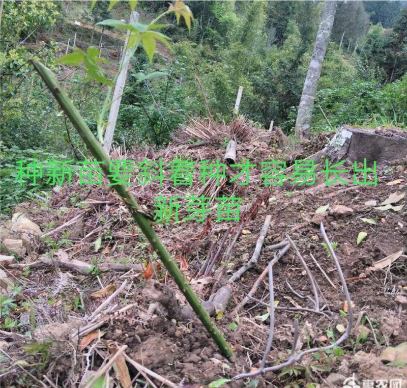 甜茶苗茶树苗刺儿茶苗覆盆子苗广西大瑶山原产地直发有货