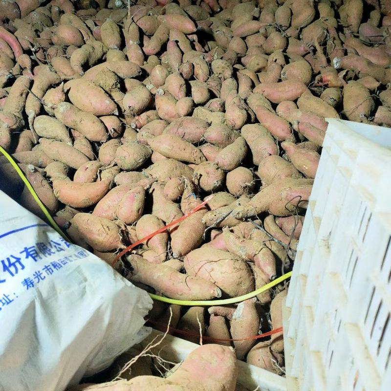 山东烟薯基地红薯产地直销价格，货源充足，质量保证