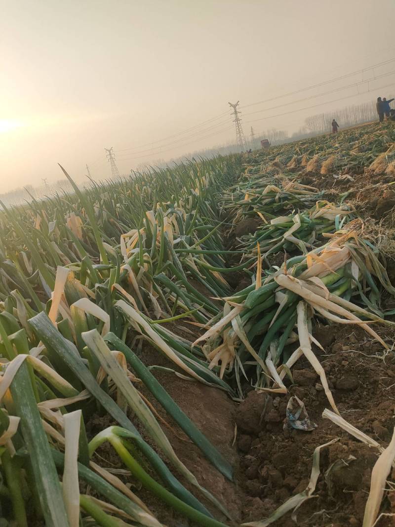刚葱基地大量批发刚葱45公分！一手货源！基地批发！量大