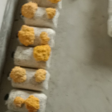 想要卖出金耳菌