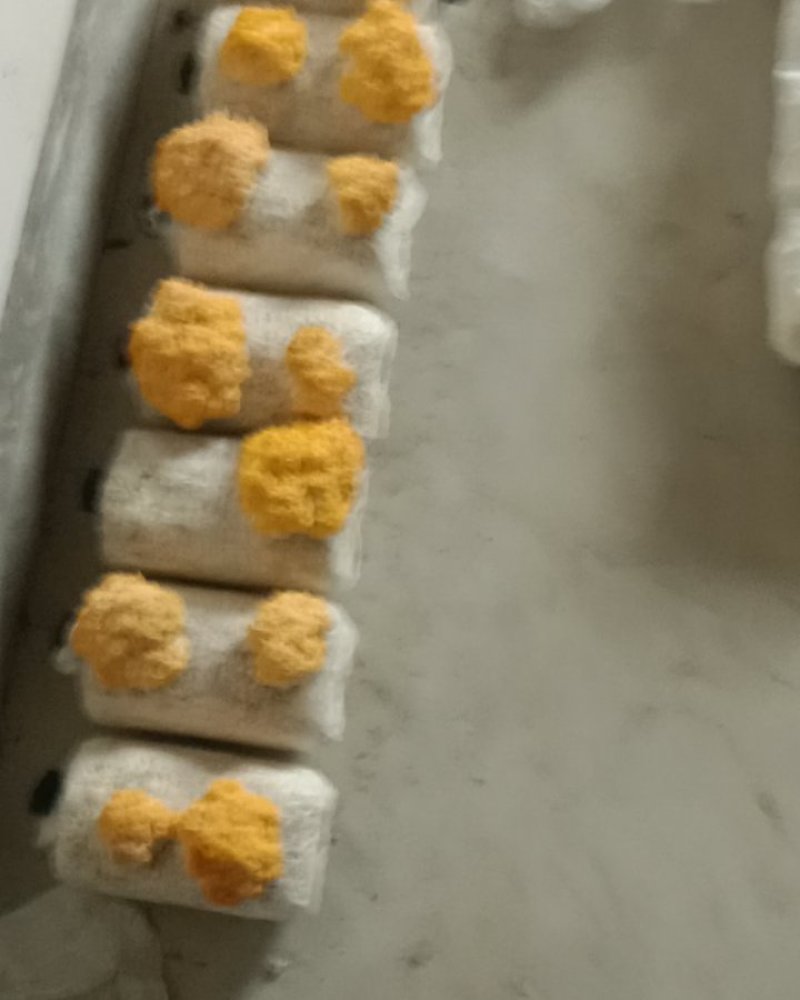 想要卖出金耳菌