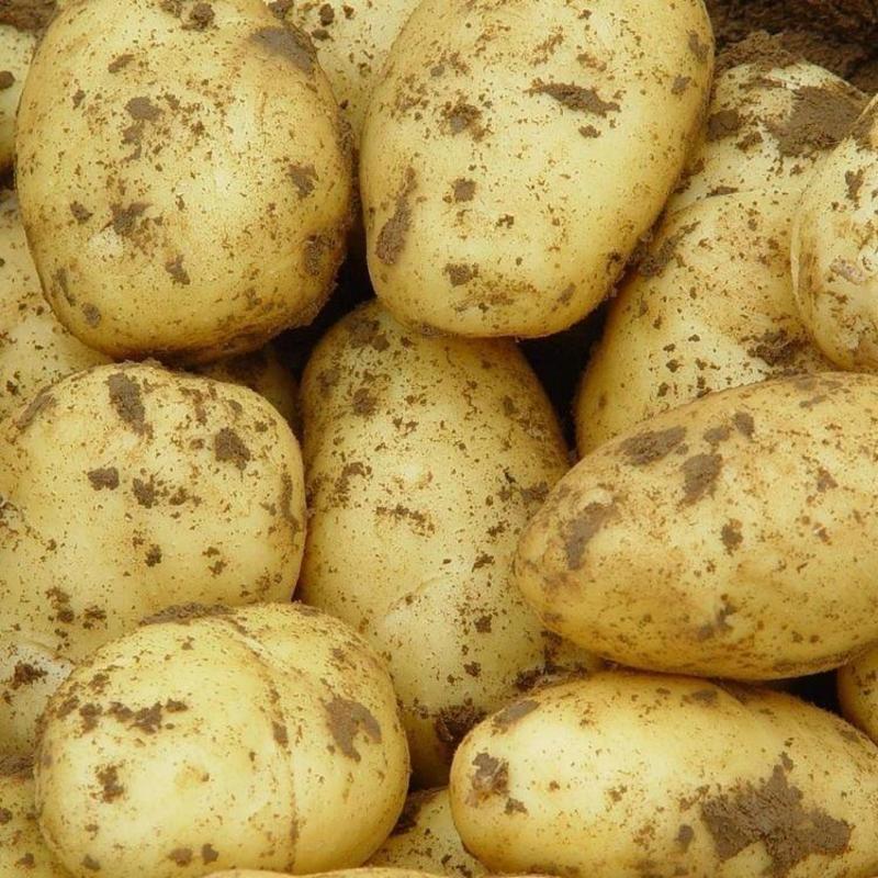 【诚信经营】晋薯十六大量上货质量保障货源充足全国发货