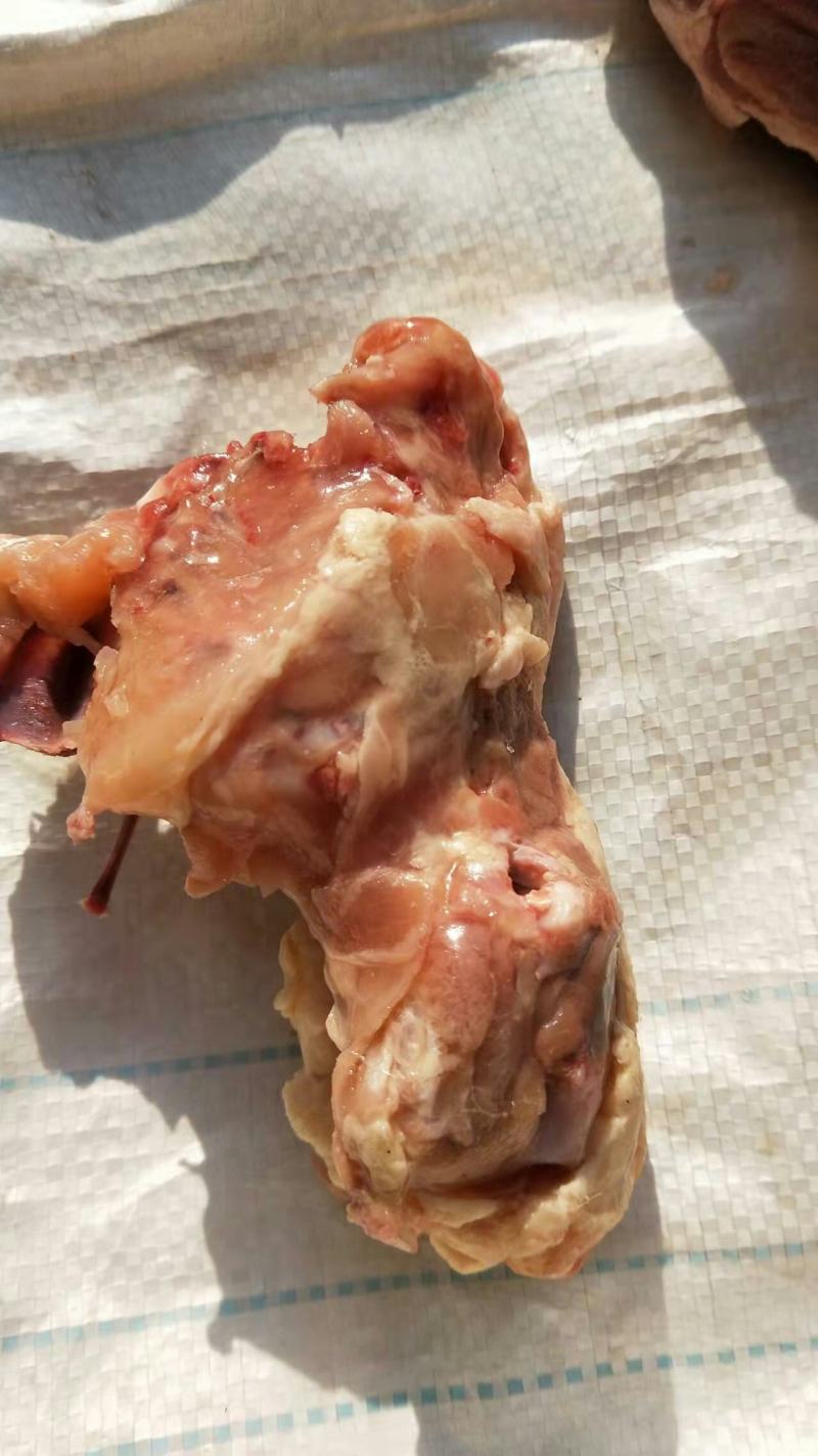 冻品肉鸡下半架，鸡架的下一半。。。。。。。。
