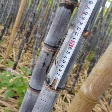 西双版纳精品甘蔗大量上市