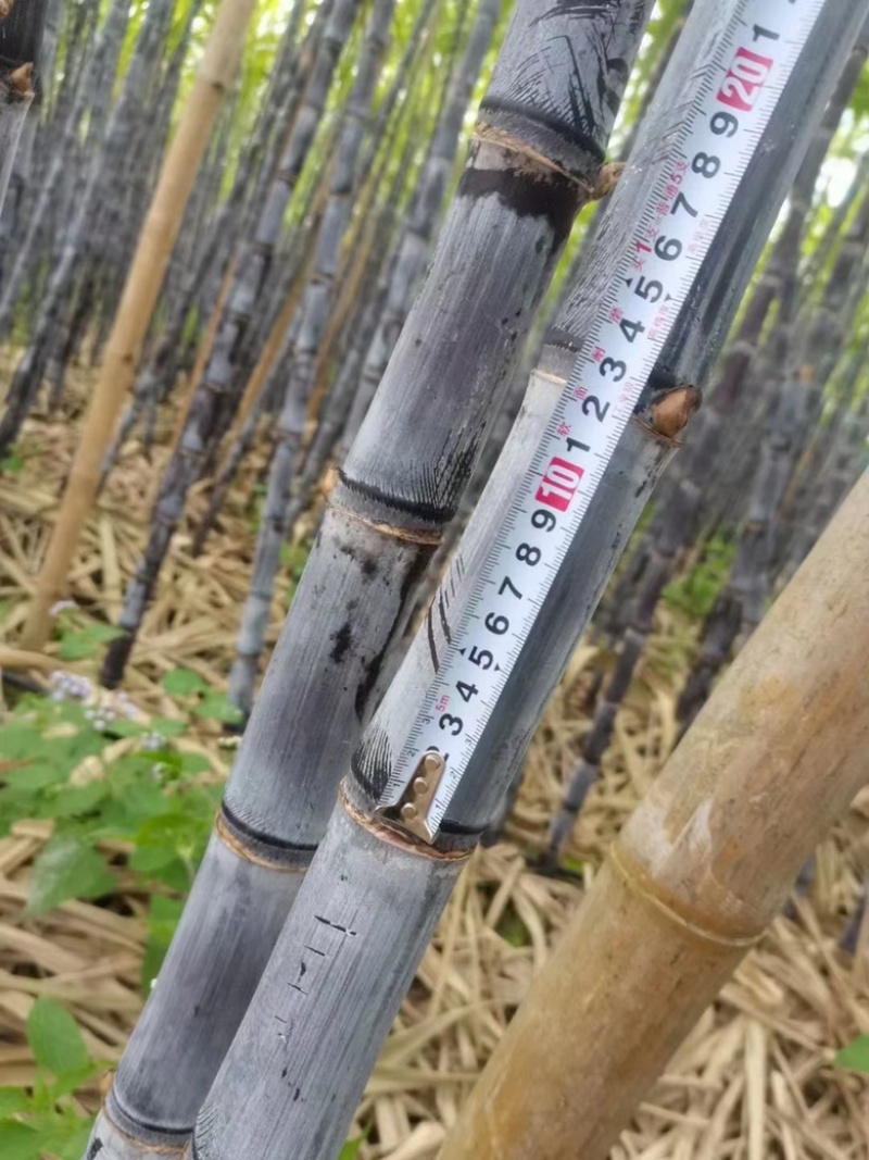 西双版纳精品甘蔗大量上市