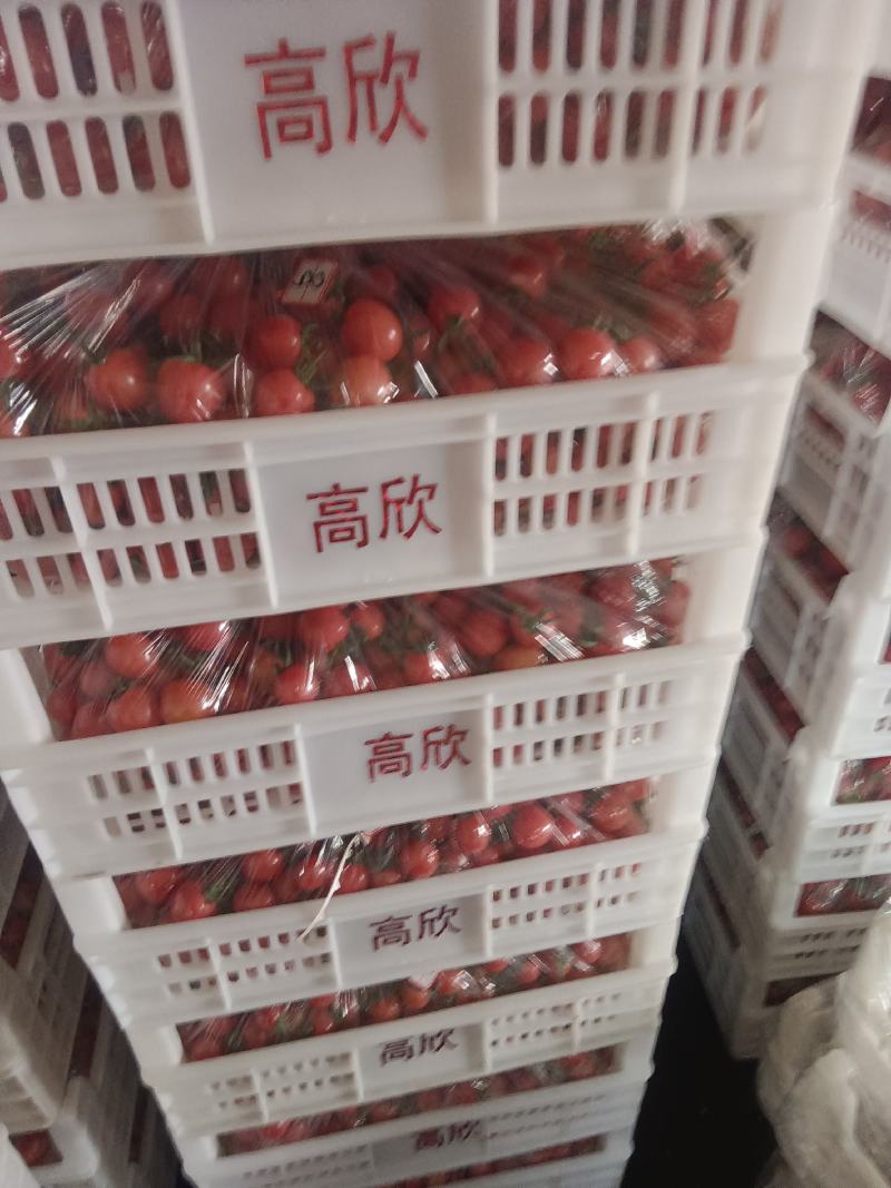 贝贝圣女果基地发货，货源充足