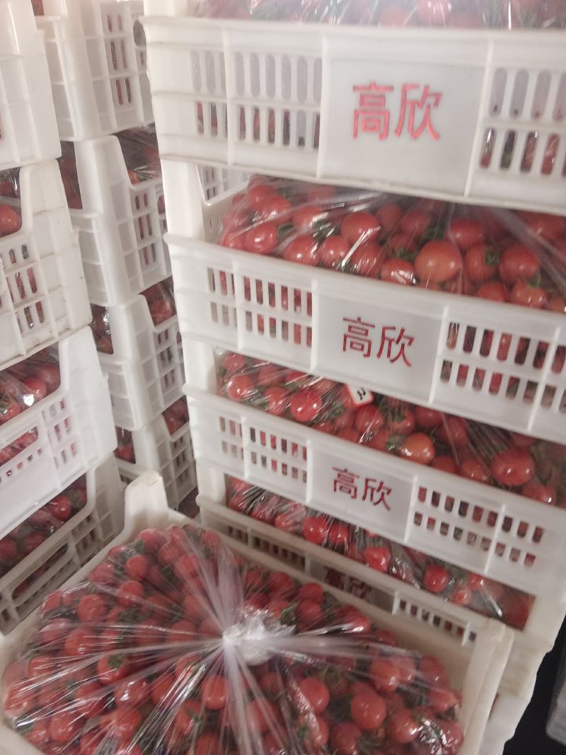 贝贝圣女果基地发货，货源充足